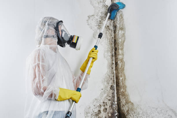 Trusted Huntingtown, MD Mold Removal Experts