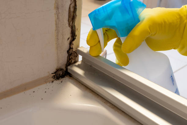 Best Emergency Mold Removal  in Huntingtown, MD
