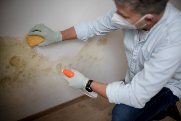 Best Mold Testing  in Huntingtown, MD