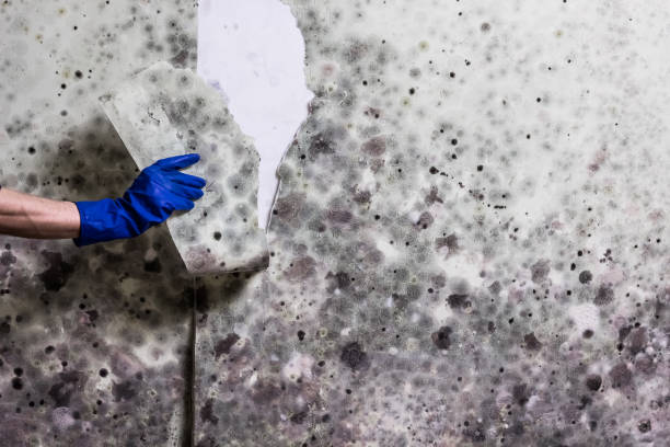 Best Office Mold Removal Services  in Huntingtown, MD